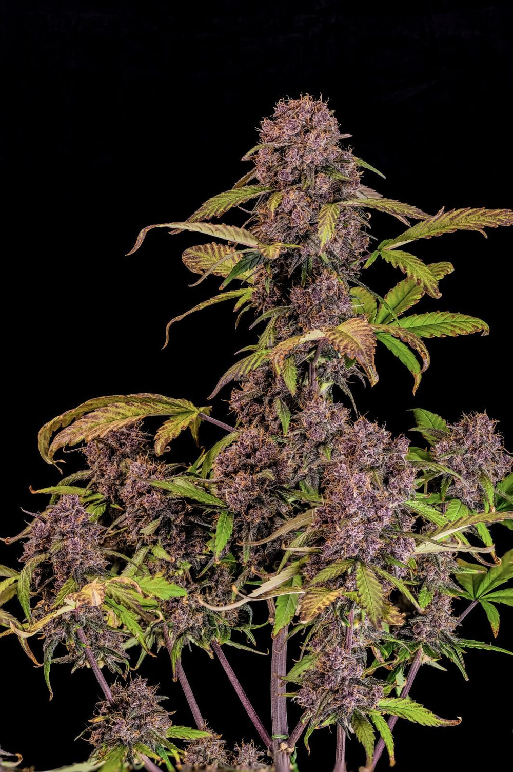 Hanfsamen FastBuds Lemon Cherry Cookies Auto (fruchtig, euphorisch, entspannend) - HANS Brainfood