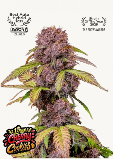 Hanfsamen FastBuds Lemon Cherry Cookies Auto (fruchtig, euphorisch, entspannend) - HANS Brainfood