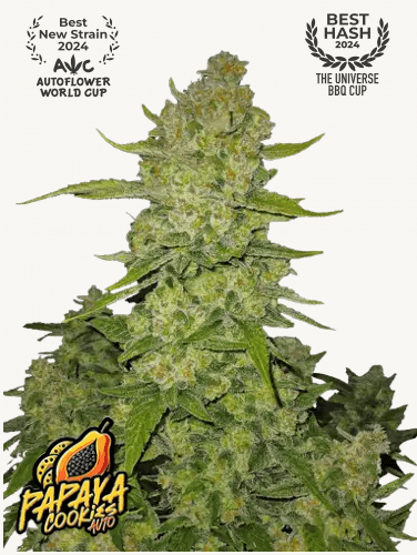 Hanfsamen FastBuds Papaya Cookies Auto (fruchtig, klar, entspannend) - HANS Brainfood