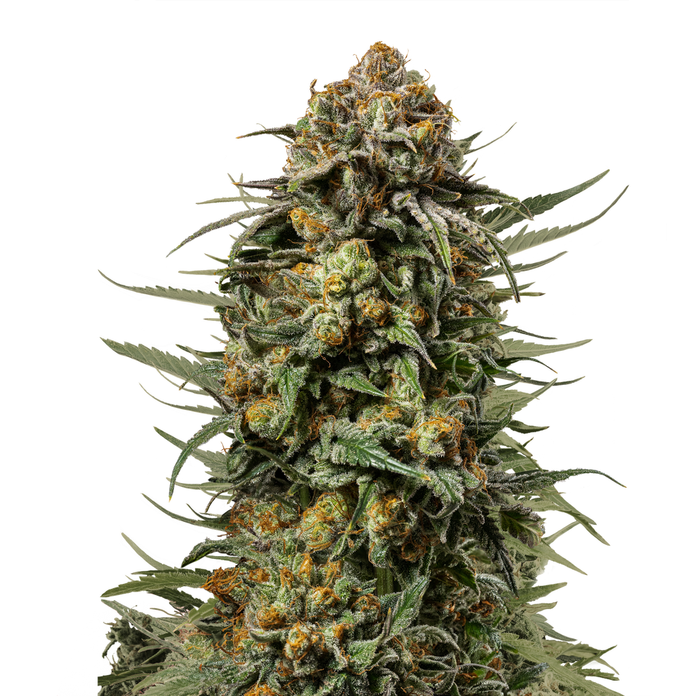 Hanfsamen RQS Gelato 44 Fem (kreativ, süß, entspannend) - HANS Brainfood