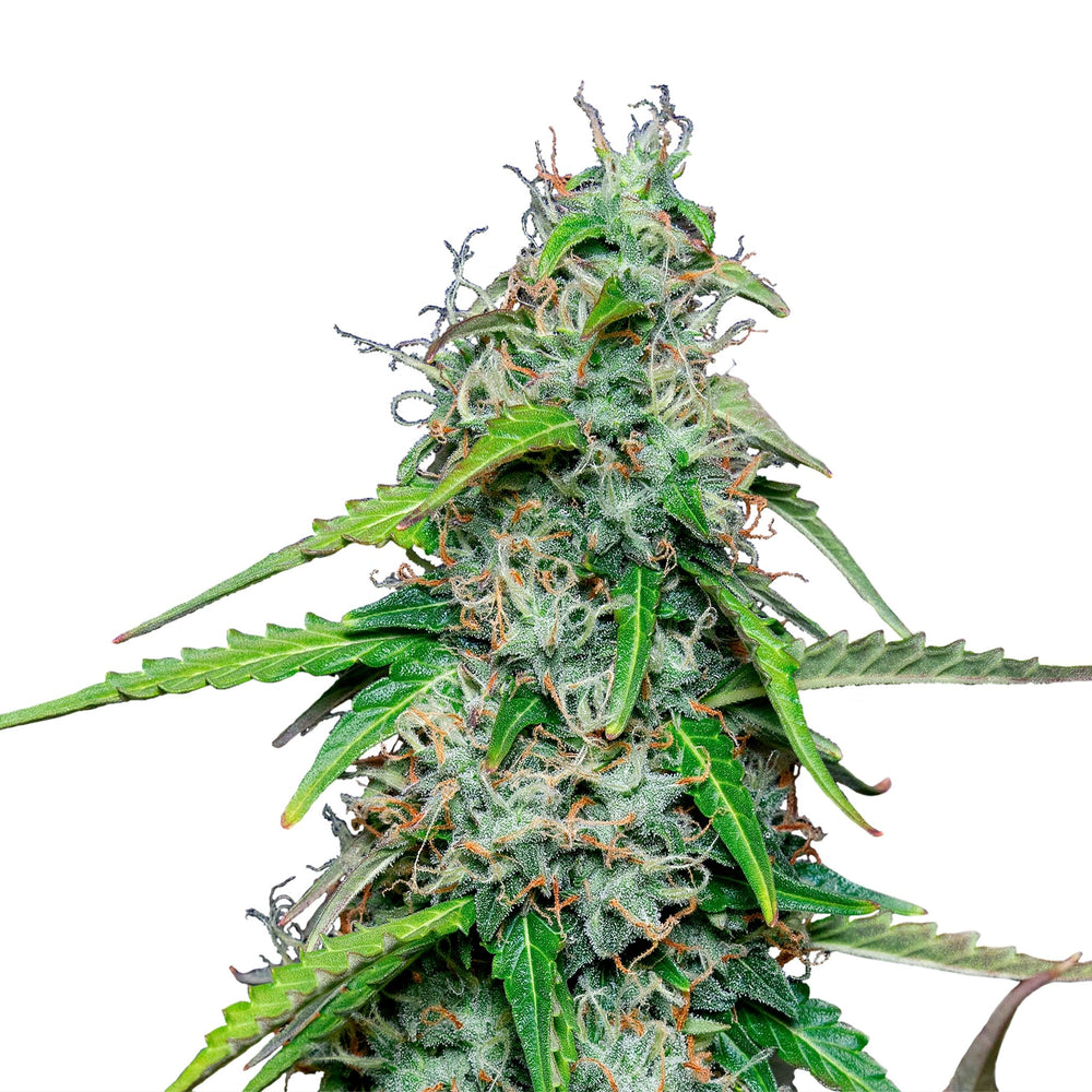 Hanfsamen RQS Royal Gorilla USA Auto (beruhigend, klar) - HANS Brainfood
