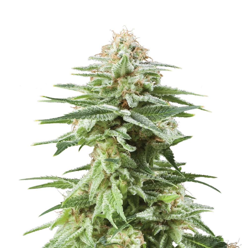 Hanfsamen RQS White Widow Feminisiert (stark, stoned) - HANS Brainfood