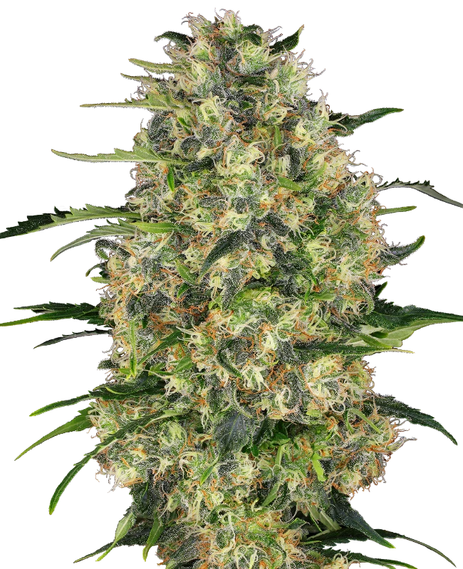 Hanfsamen Sensi Black Domina Fem (würzig, entspannend, sedierend) - HANS Brainfood