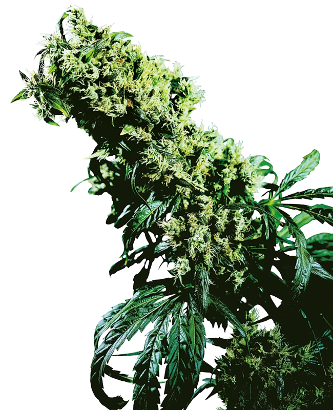 Hanfsamen Sensi Northern Lights 5 X Haze Fem (zitrus, kreativ, entspannt) - HANS Brainfood
