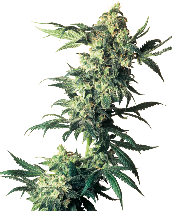 Hanfsamen Sensi Northern Lights Feminized (sehr beruhigend) - HANS Brainfood