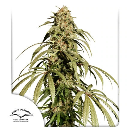 Hanfsamen DP Ice Cream Haze Fem (euphorisch, kreativ, fruchtig)
