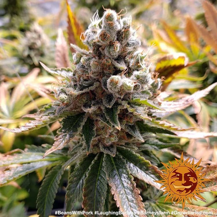 Hanfsamen BF Laughing Buddha Fem (fruchtig, klar, energiegeladen)