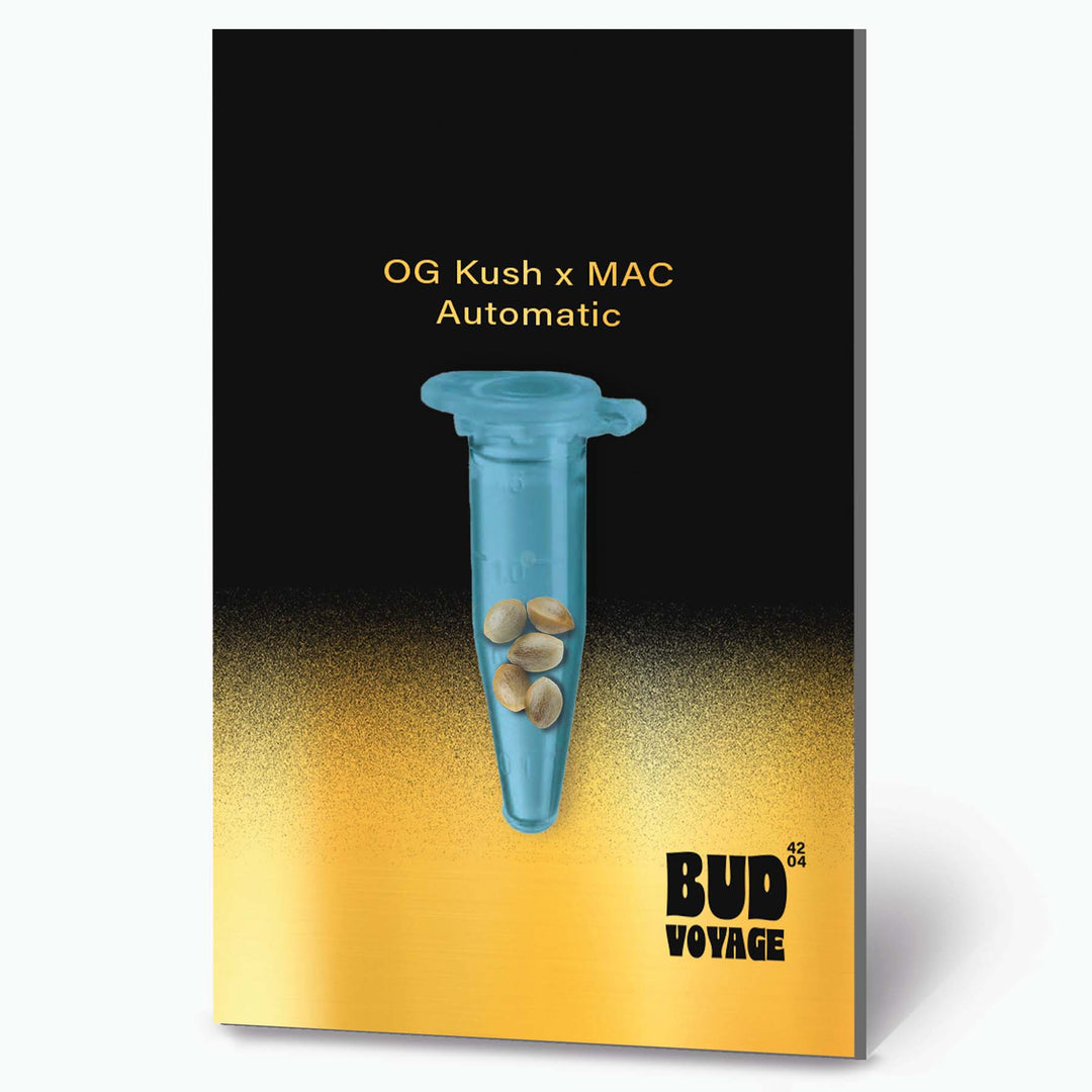 OG Kush X MAC Auto PREMIUM US Hanfsamen von BudVoyage (körperlich, würzig, stark) - HANS Brainfood