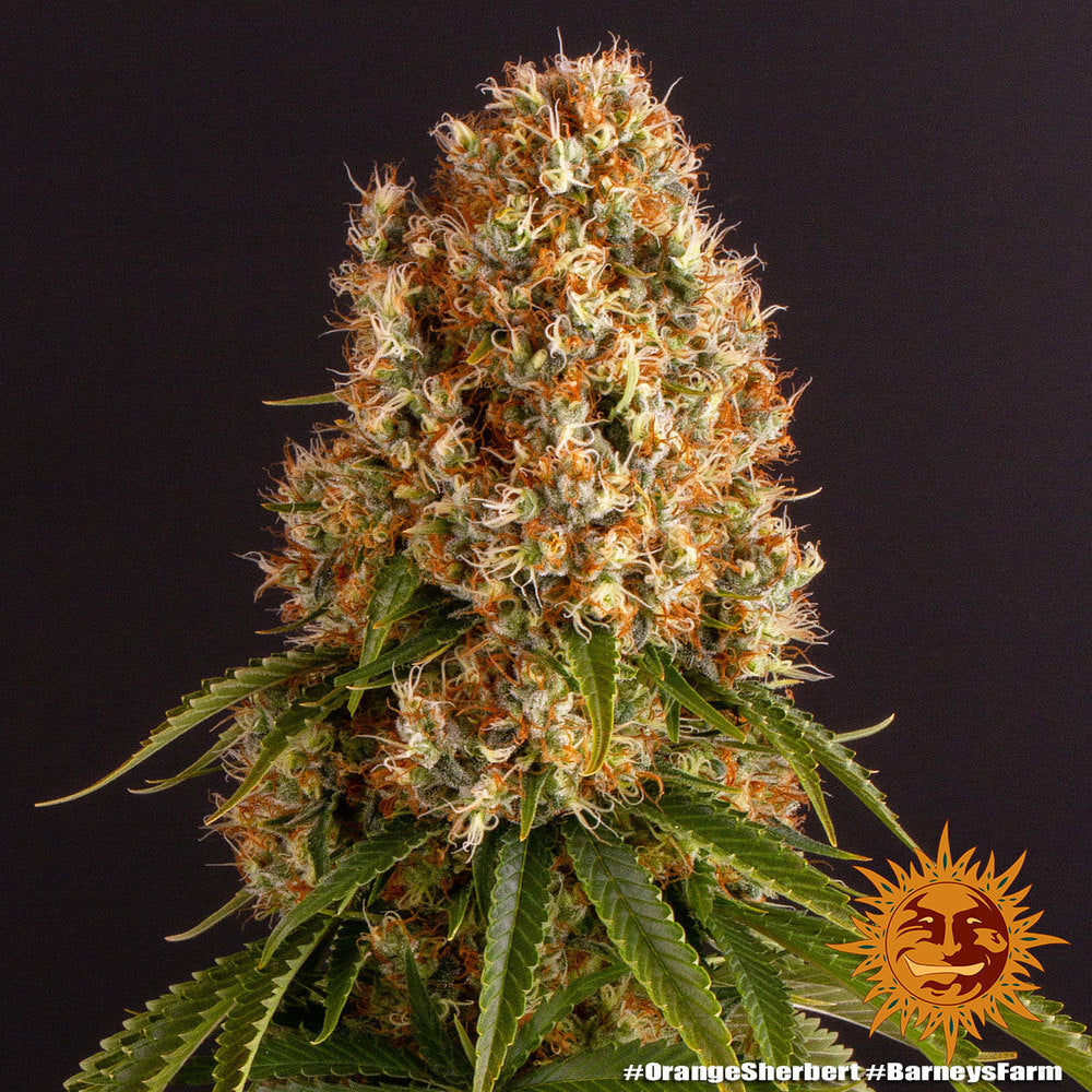 Hanfsamen BF Orange Sherbet Fem (fruchtig, entspannend, cremig)