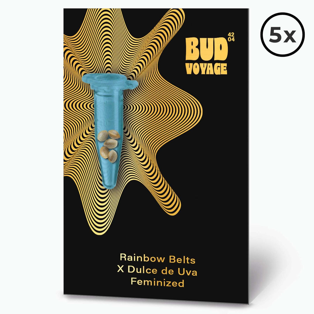 Rainbow Belts X Dulce de Uva Fem PREMIUM US Hanfsamen von BudVoyage (glücklich, entspannend, fruchtig) - HANS Brainfood