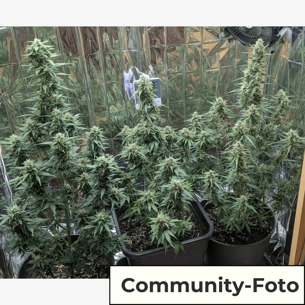 Sämling Amnesia Bubba F1 Auto (Happy, angenehm, relaxed) - HANS Brainfood