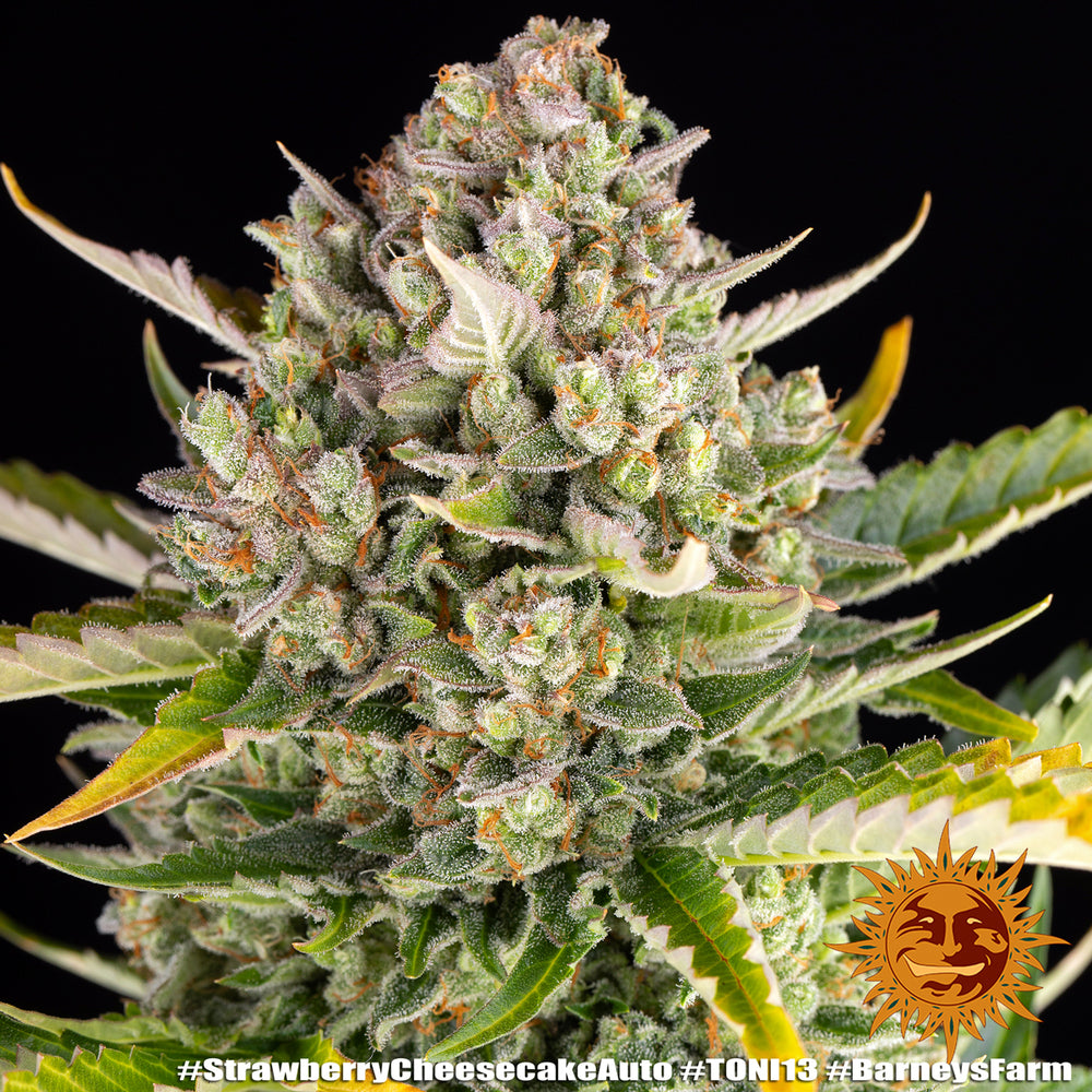 Hanfsamen BF Strawberry Cheescake Auto (süß, euphorisch, entspannend)