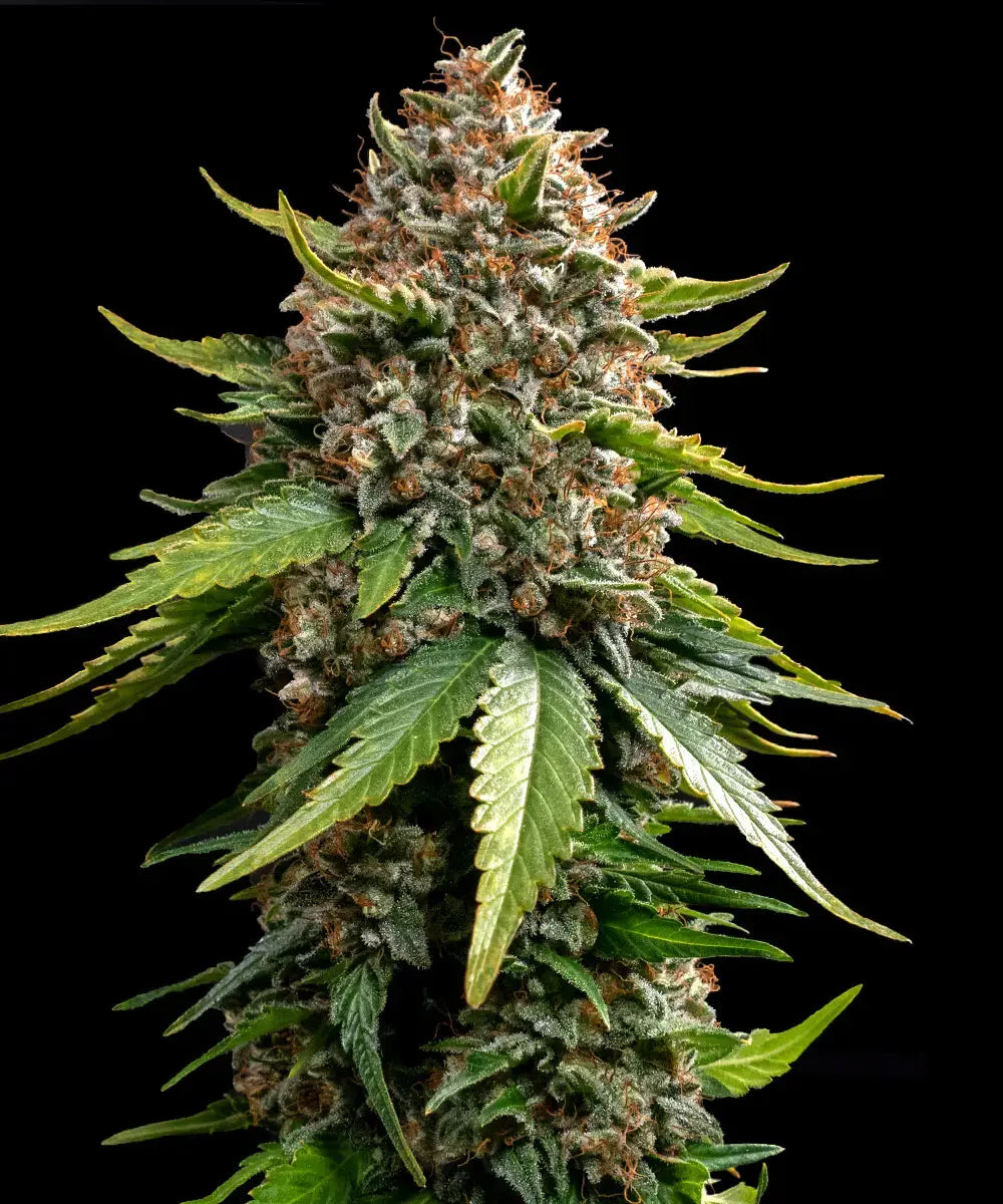 Hanfsamen BF White Widow XXL Auto (skunkig, entspannend, körperlich)