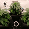 Cannabis Indoor anbauen: Von der Lampe bis zum Growzelt - HANS Brainfood