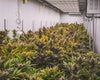 Cannabis, Cannabis Anbau, Grow, Pflanzen, Hanf, Überwässerung