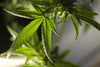Cannabis, Blatt, Hanf, Balkon, Indoor-Anbau