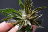 Schimmel bei Cannabis: Richtig Vorbeugen, Erkennen und Entfernen - HANS Brainfood