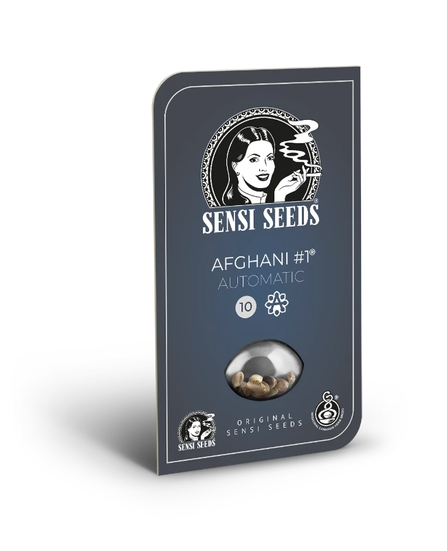 Hanfsamen Sensi Afghani #1 Auto (würzig, entspannend, sedierend)