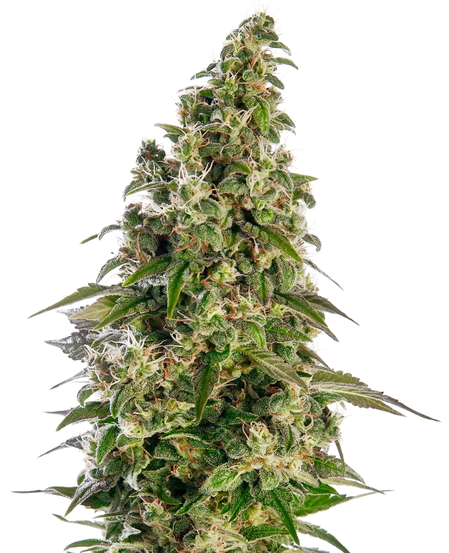 Hanfsamen Sensi Afghani #1 Auto (würzig, entspannend, sedierend)