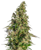 Hanfsamen Sensi Afghani #1 Auto (würzig, entspannend, sedierend)