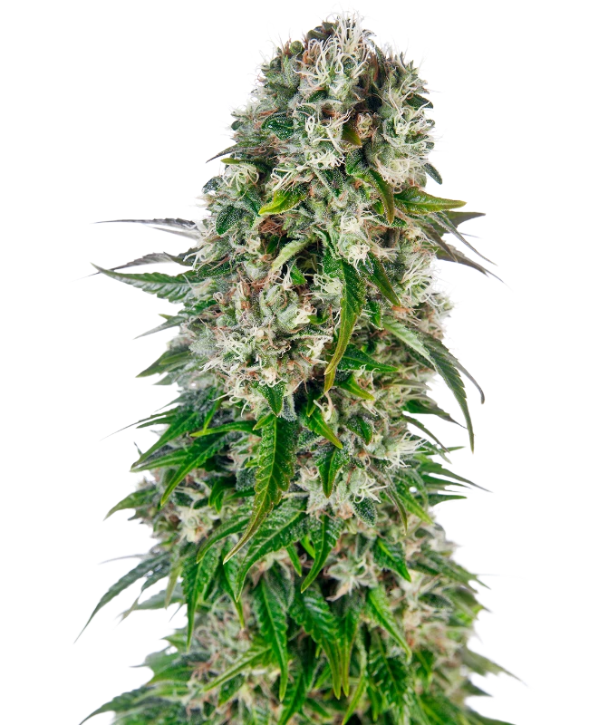 Hanfsamen Sensi Big Bud Auto (süß, entspannend, euphorisch)