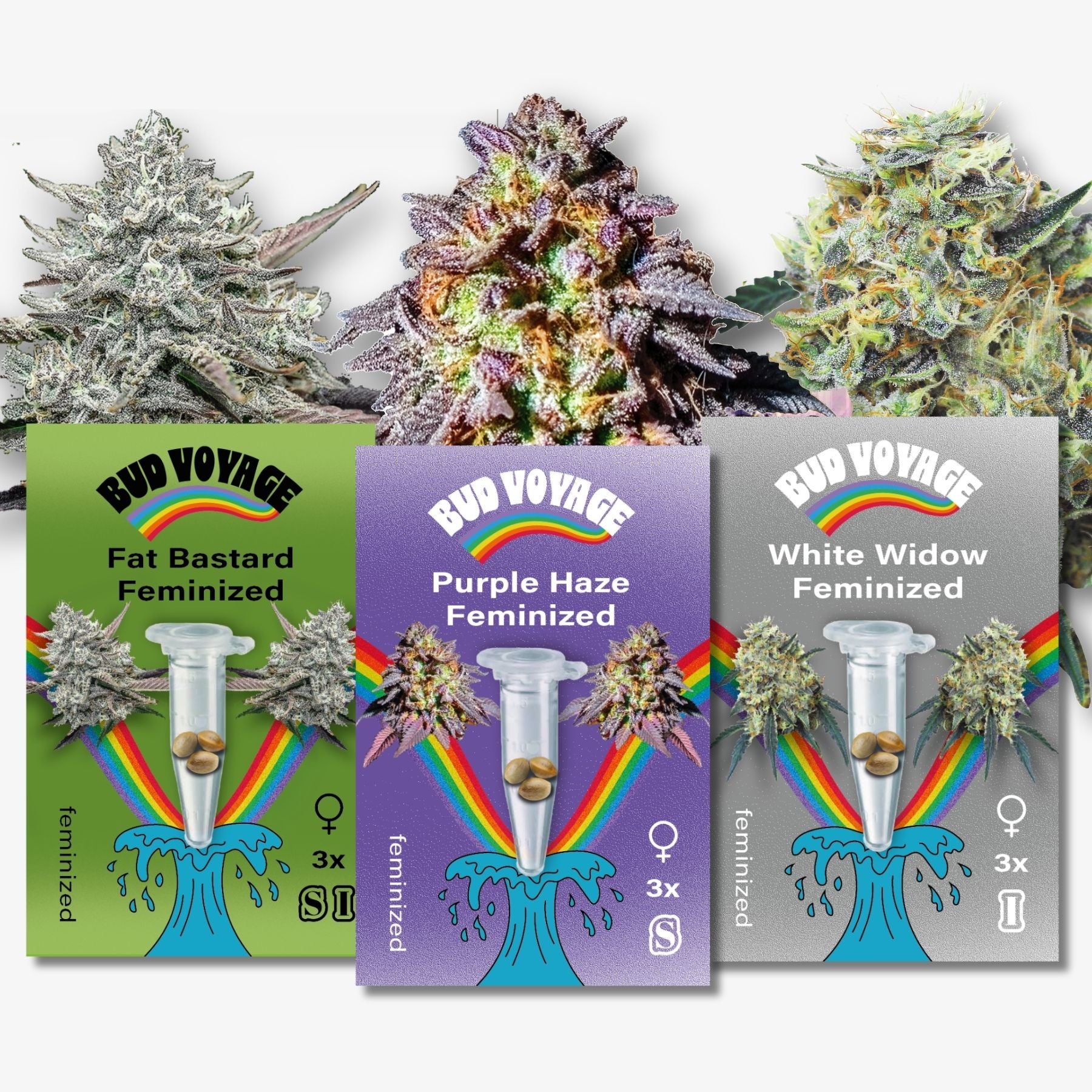 Digitální ilustrace se třemi feminizovanými odrůdami konopí - Fat Bastard, Purple Haze a White Widow - na živém duhovém pozadí se zkumavkami a semeny, které ukazují jejich jedinečné barvy a textury.
