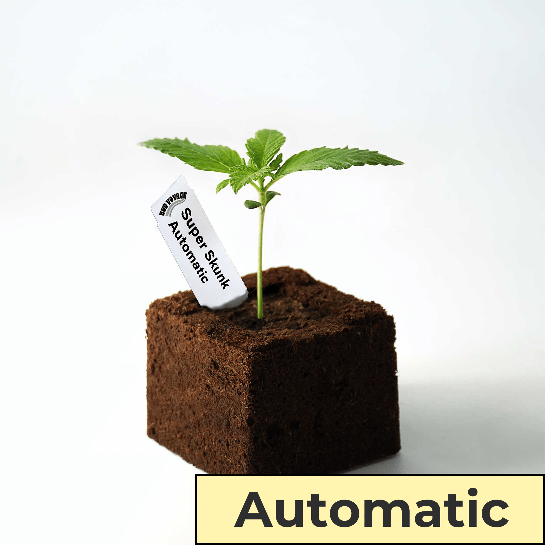 Fotografie mladé rostliny konopí Super Skunk Automatic v tmavé krychlové pěstební kostce s bílým štítkem a jasně zelenými listy na bílém pozadí.
