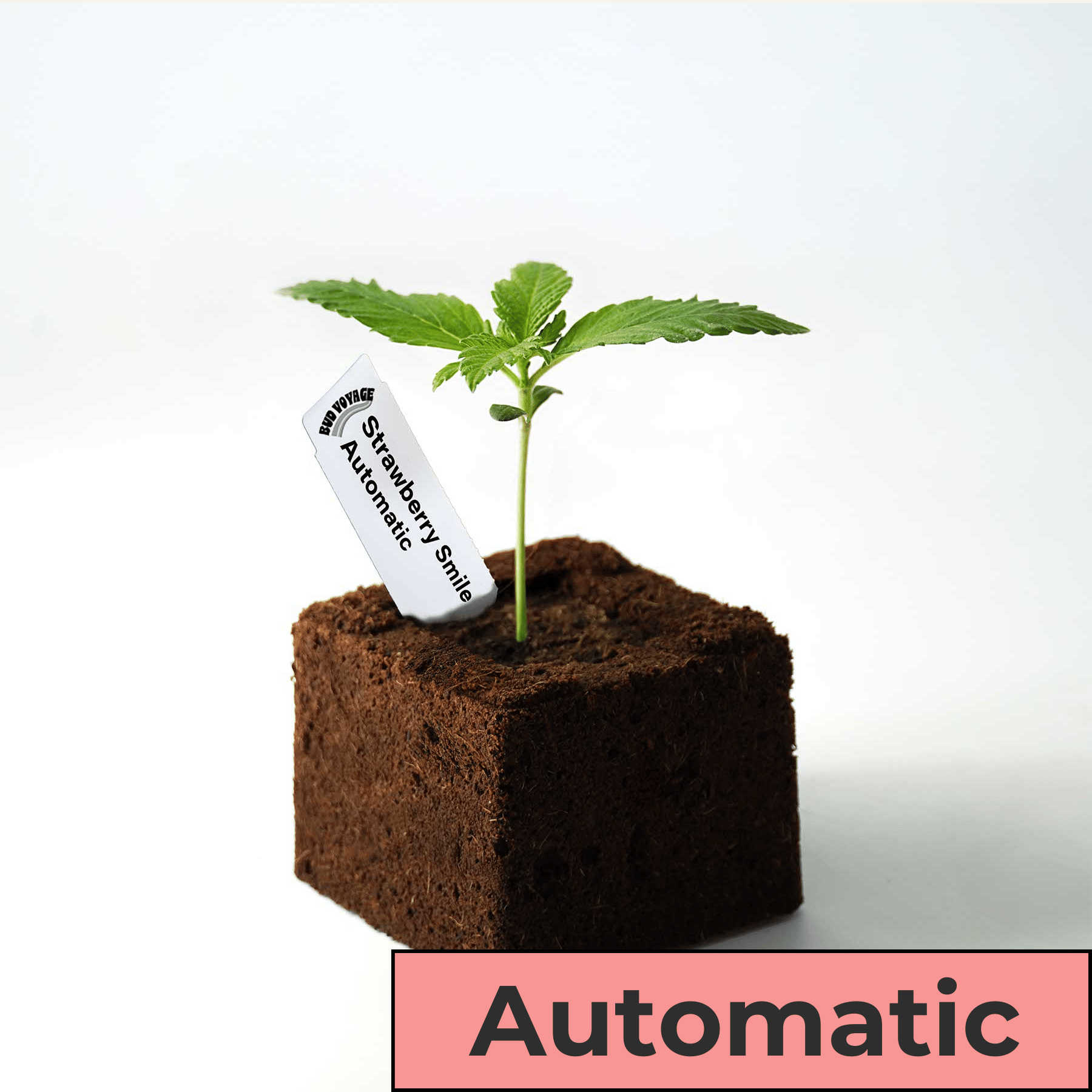 Fotografie sazenice konopí Bud Voyage Strawberry Smile Automatic v tmavě hnědé kostce půdy se zářivě zelenými listy a bílou etiketou.
