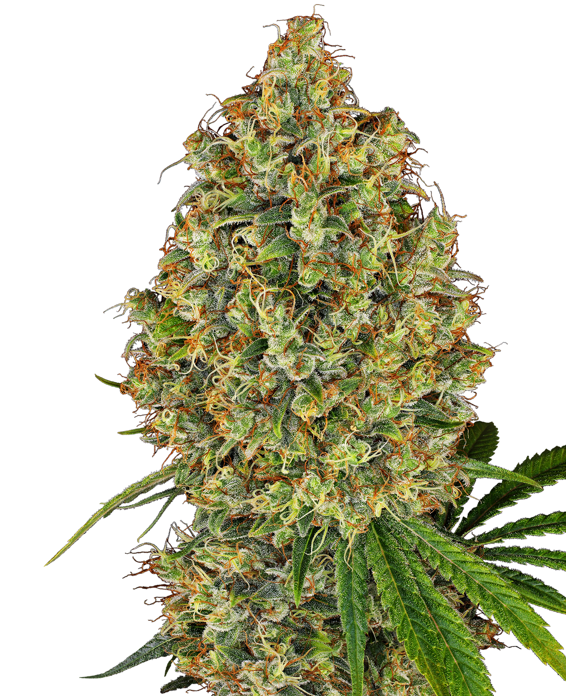 Fotografie rostliny cannabis sativa s hustými zelenými a oranžovými pupeny s mrazivými trichomy a zářivě zelenými listy na tmavém pozadí.

