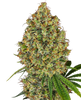 Fotografie rostliny cannabis sativa s hustými zelenými a oranžovými pupeny s mrazivými trichomy a zářivě zelenými listy na tmavém pozadí.
