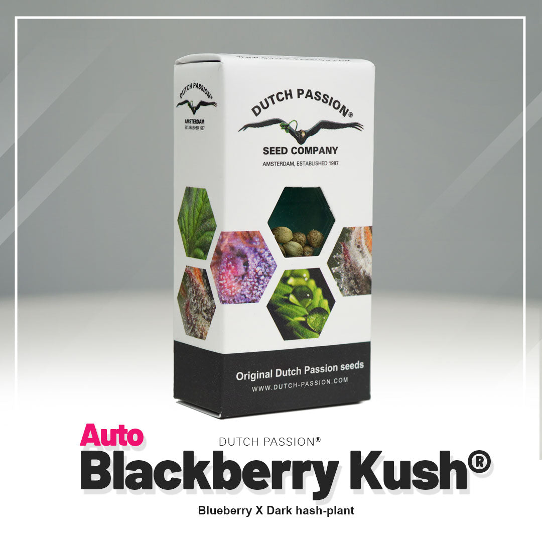 Balíček semen Dutch Passion zobrazující semena Auto Blackberry Kush s obrázky fialových květů, zelených listů a hnědých semen v Amsterdamu.
