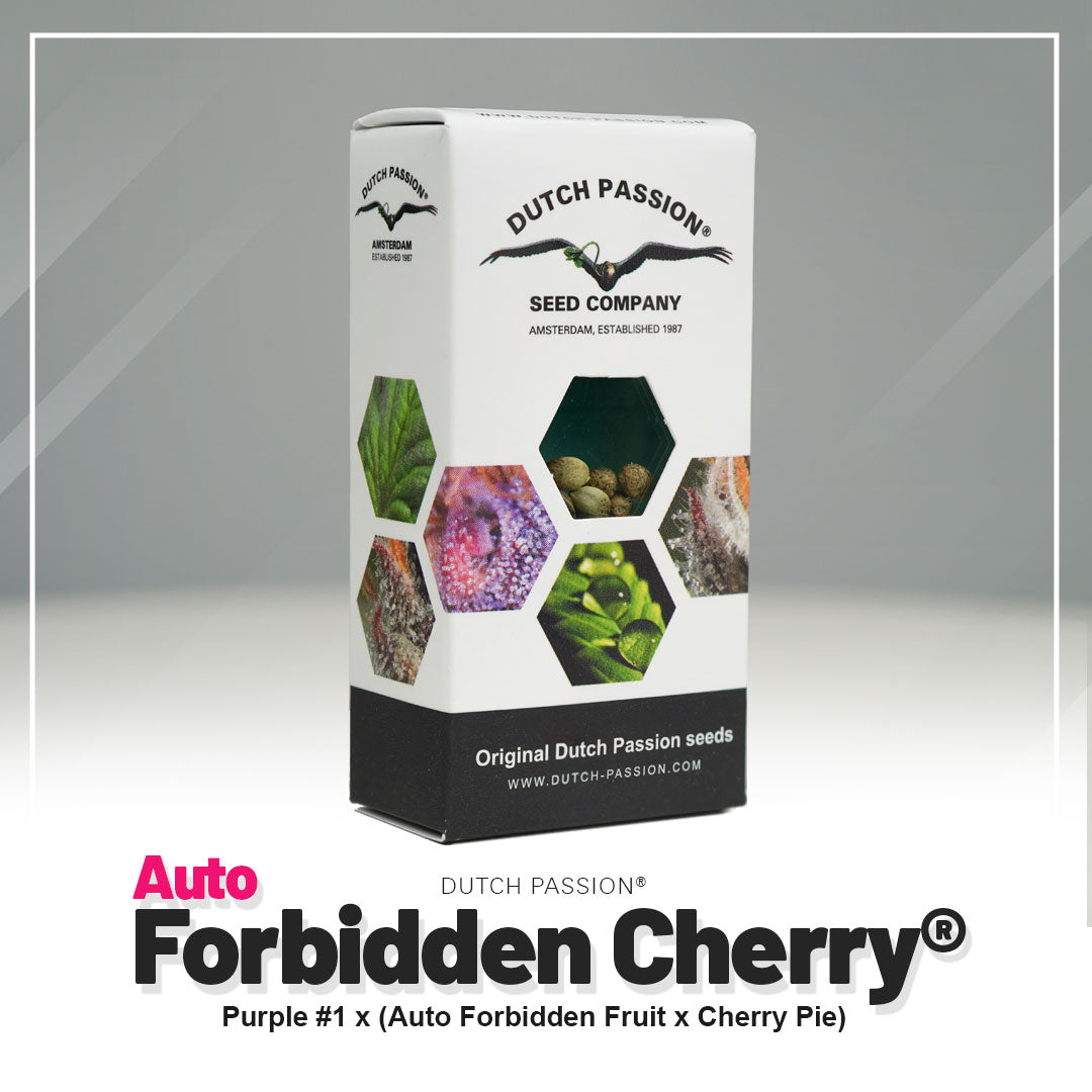 Balíček semen Dutch Passion zobrazuje semena Auto Forbidden Cherry v Amsterdamu ve fialové, zelené a hnědé barvě a se symbolem ptáka.
