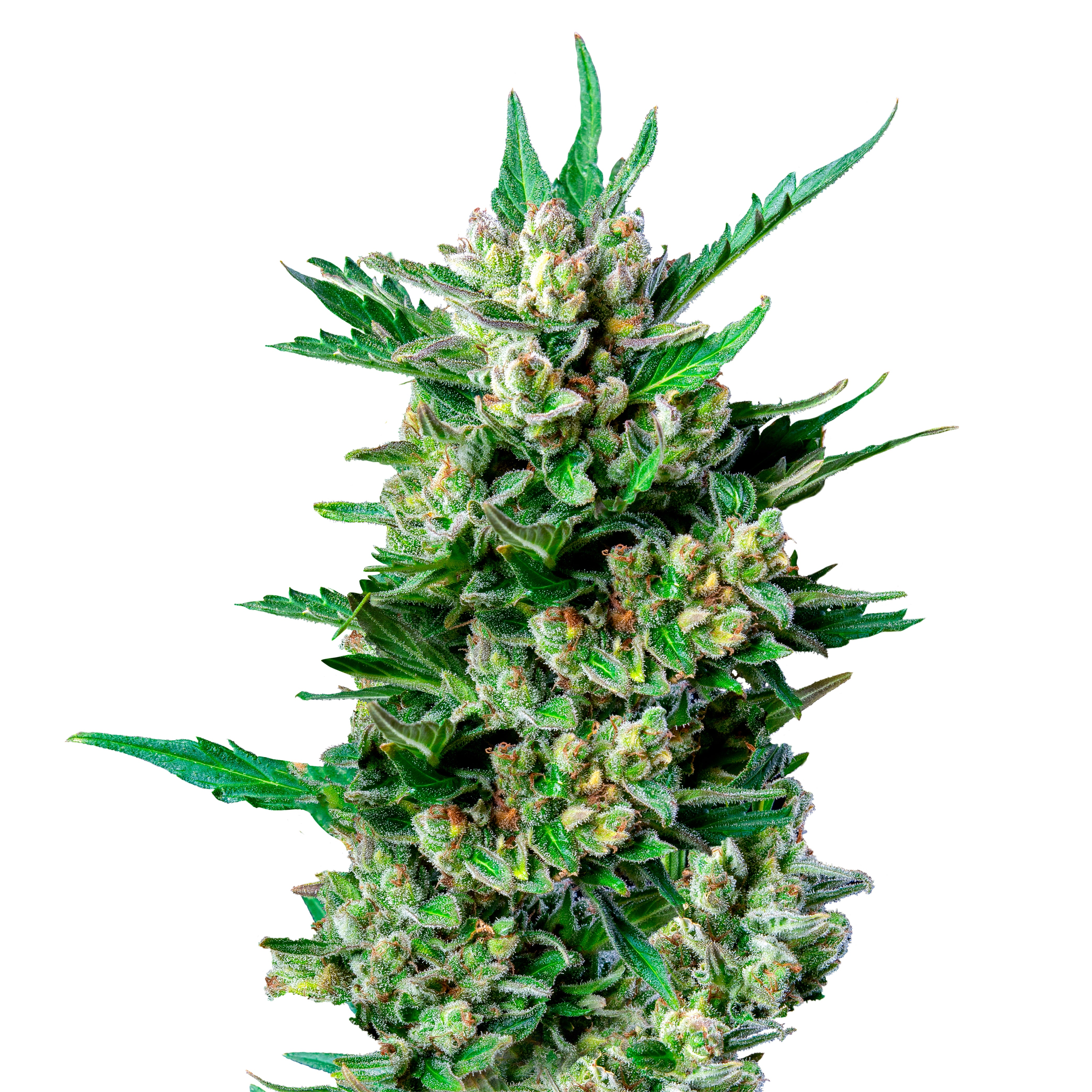 Detailní fotografie rostliny cannabis sativa s jasně zelenými listy, poupaty pokrytými trichomy a sytě oranžovými pestíky na ostrém bílém pozadí.
