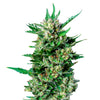 Detailní fotografie rostliny cannabis sativa s jasně zelenými listy, poupaty pokrytými trichomy a sytě oranžovými pestíky na ostrém bílém pozadí.

