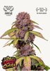 Fotografie automatické rostliny konopí Lemon Cherry Cookies s fialovými, zelenými a zlatavými odstíny, která byla oceněna jako nejlepší automatický hybrid v Los Angeles na 2025 Grow Awards.
