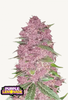 Fotografie rostliny konopí Purple Lemonade s jasně růžovými květy, stříbřitými listy a zelenými akcenty ukazuje detailní detail rostliny.
