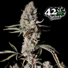 Fotografie 420 Fast Buds, rostliny konopí s fialovými listy, hustě uspořádanými květenstvími a nápadnými hnědými barvami na černém pozadí.
