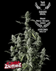 Fotografie konopí Gorilla Zkittlez Auto, které získalo první cenu na Světovém poháru Autoflower 2022, ukazuje rostlinu se stříbřitě zelenými květy, hustými poupaty a výraznými listy na černém pozadí.