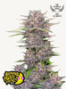 Fotografie rostliny konopí Banana Purple Punch pěstované v Los Angeles s fialovými a zelenými květy, třpytivými trichomy a oceněním AAC za nejlepší indiku roku 2023.