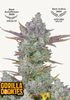 Fotografie automatické rostliny konopí Gorilla Cookies s fialovými, zelenými a oranžovými květy s oceněními z Cosesha Cupu a Autoflower World Cup 2022
