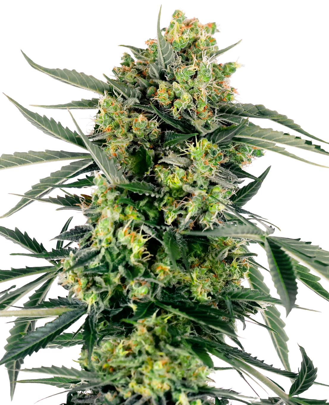 Close-up photograph of a cannabis sativa plant showing frosty buds vibrant green leaves and orange pistils against a white background
