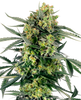 Close-up photograph of a cannabis sativa plant showing frosty buds vibrant green leaves and orange pistils against a white background
