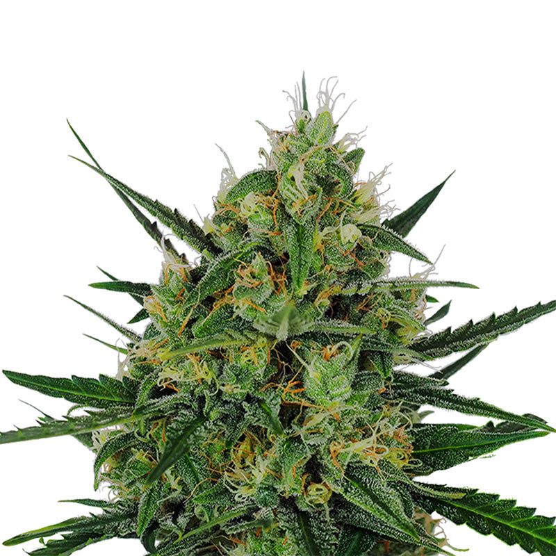 Detailní fotografie rostliny cannabis sativa, na které jsou vidět zářivě zelené listy, oranžové pestíky a mrazivé trichomy pokrývající pupeny.
