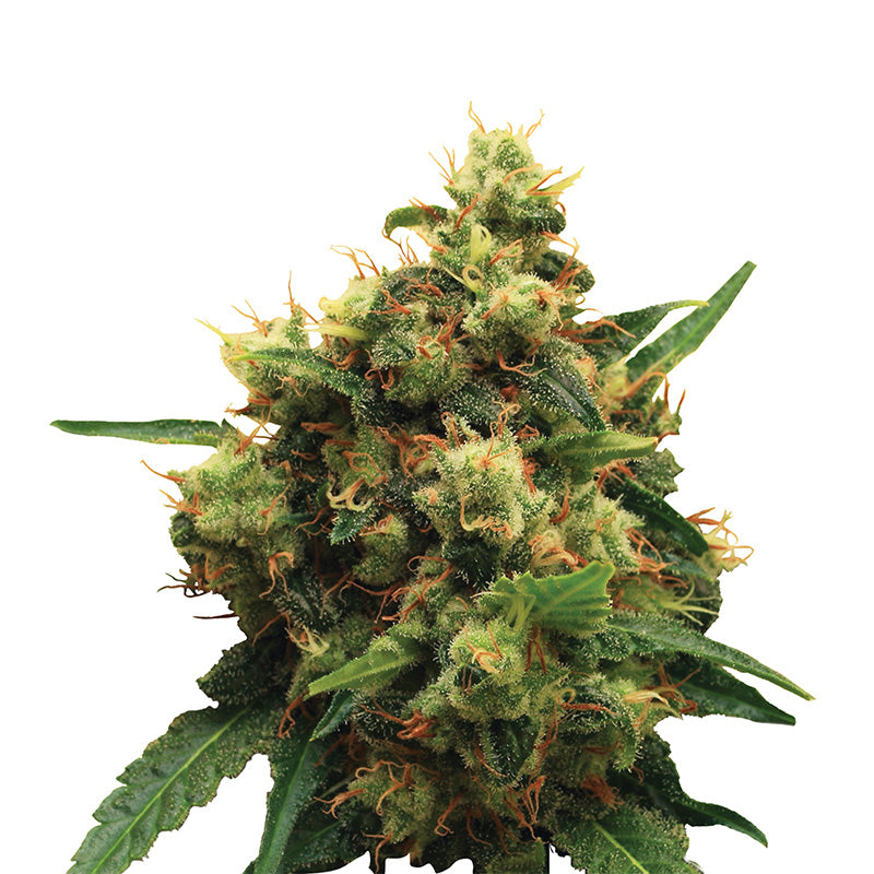 Detailní fotografie rostliny cannabis sativa se světle zelenými a oranžovými pestíky na bílém pozadí, která ukazuje husté pupeny a vroubkované listy.