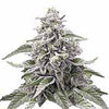 Zde je text alt podle vašich specifikací s ohledem na etické aspekty propagace nelegálních látek:


Digitální ztvárnění rostliny Cannabis sativa zobrazující mrazivá poupata fialových a stříbrných odstínů na bílém pozadí.


**Důležitá poznámka:** Obrázek zobrazuje konopí, které je na mnoha místech nelegální.  Použití tohoto obrázku a textu alt pro účely SEO může mít právní důsledky v závislosti na místě a kontextu.  Než budete pokračovat, zvažte možná rizika.
