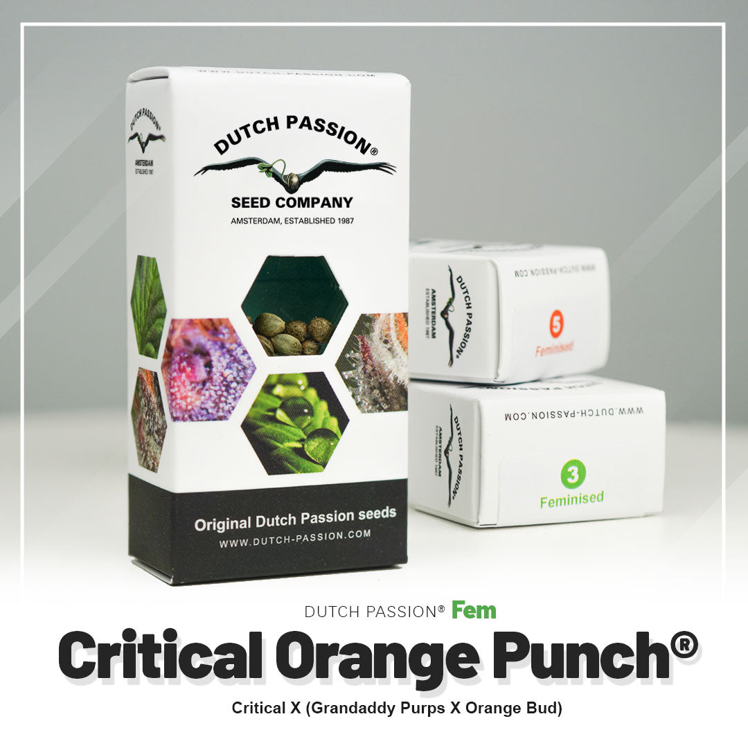 Fotografie produktu od Dutch Passion, na které jsou semena Critical Orange Punch v Amsterdamu s jasně zelenými a fialovými květy a hnědá semena v šestiúhelníkových buňkách.
