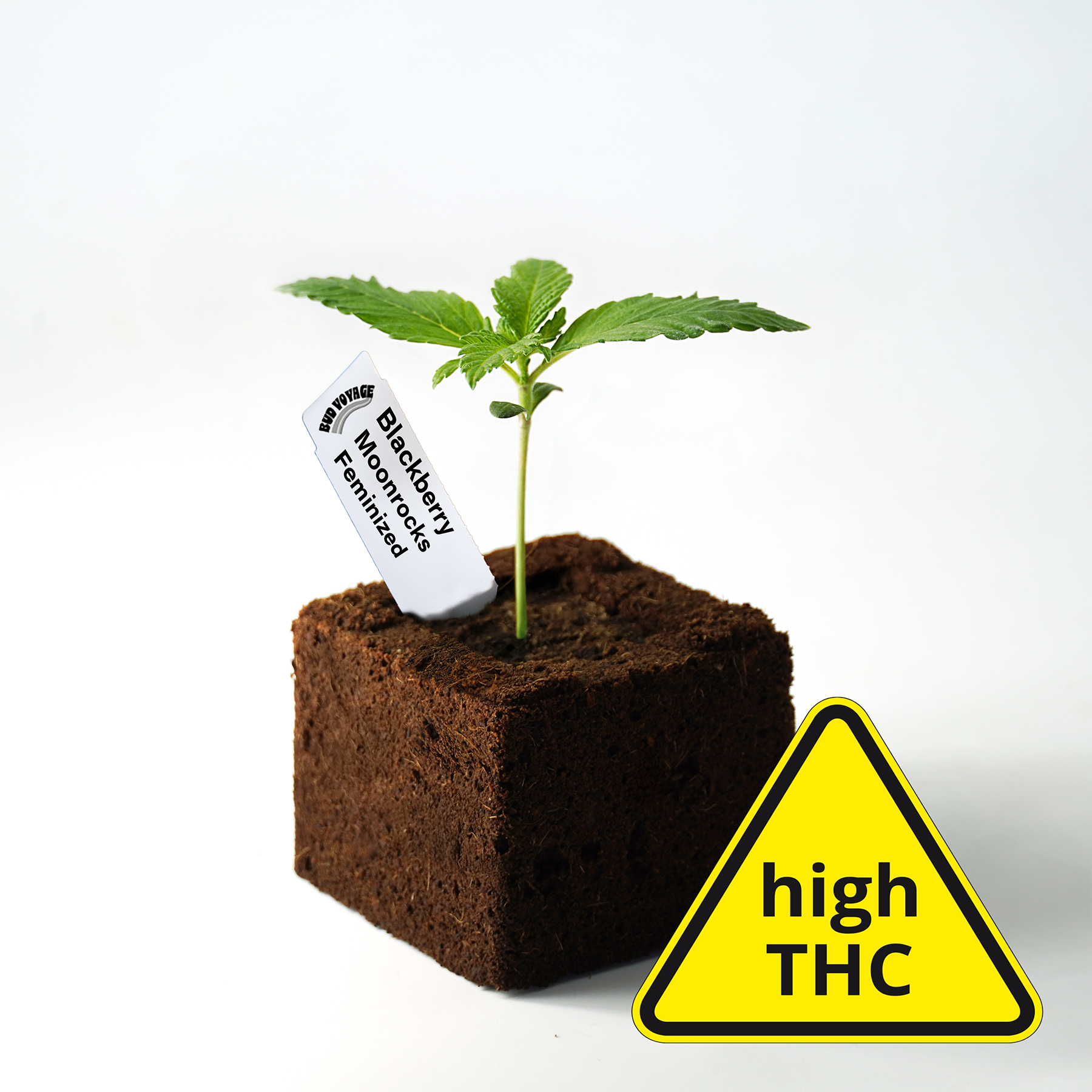 Fotografie: mladá feminizovaná rostlina konopí Blackberry Moonrocks ve čtvercovém květináči s tmavou zeminou a varovným štítkem s vysokým obsahem THC, na kterém jsou zelené listy a bílý štítek.