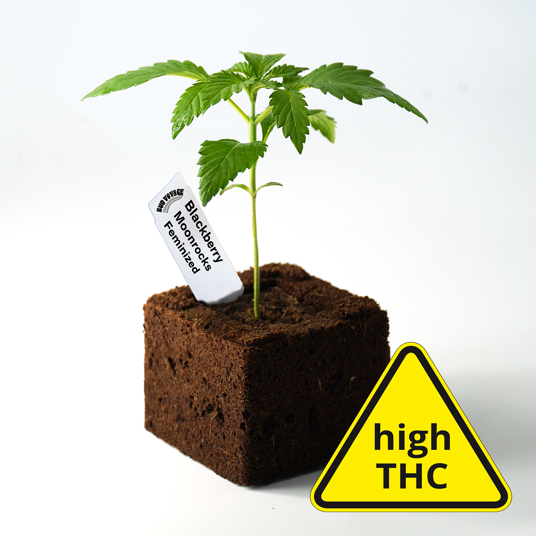 Photo of a Bud Voyage Blackberry Moonrocks feminized cannabis plant seedling in a dark brown soil cube with a bright yellow high THC warning sign and vibrant green serrated leaves
