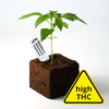 Photo of a Bud Voyage Blackberry Moonrocks feminized cannabis plant seedling in a dark brown soil cube with a bright yellow high THC warning sign and vibrant green serrated leaves
