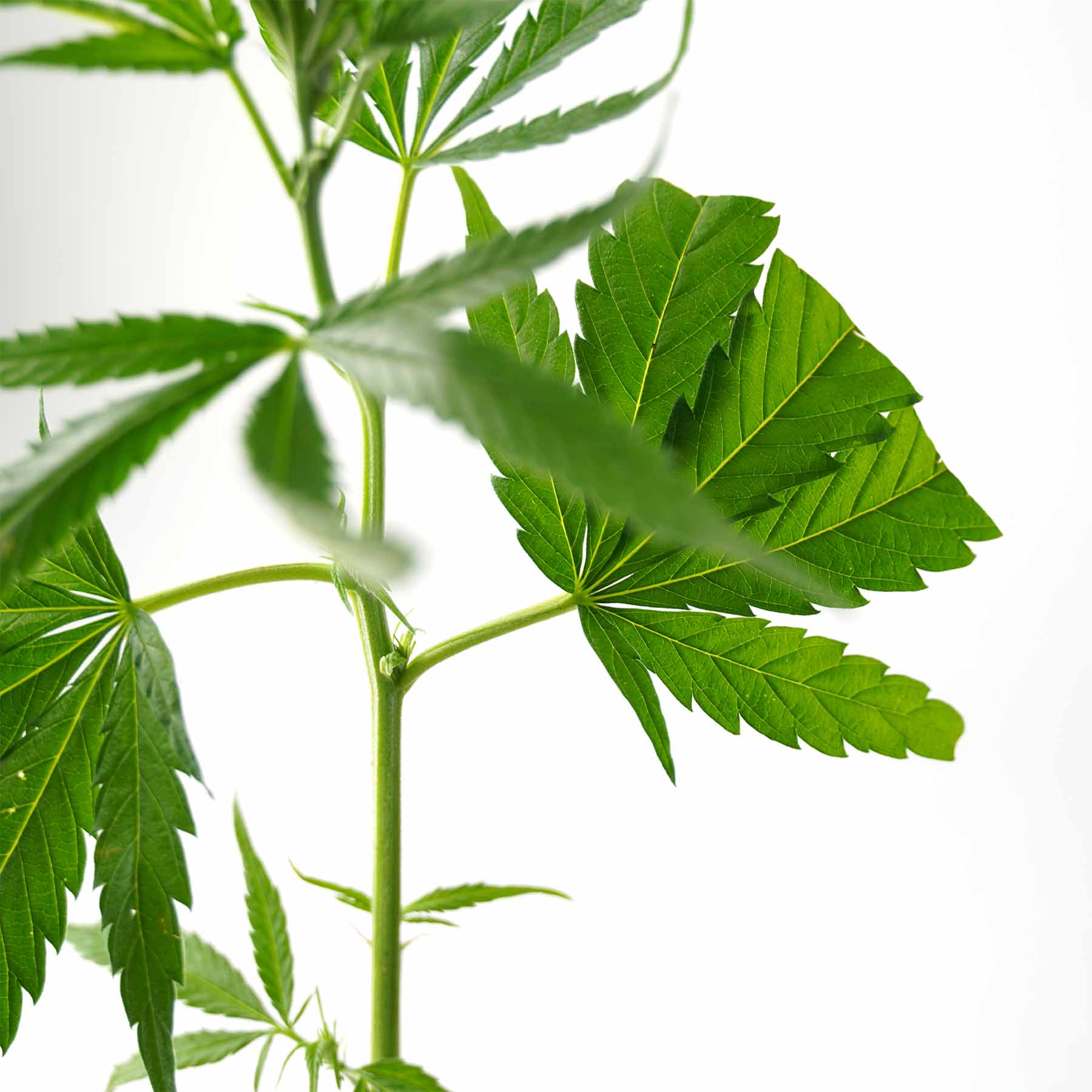Fotografie rostliny Cannabis sativa zblízka, na které jsou vidět zářivě zelené vroubkované listy a štíhlý stonek na bílém pozadí.
